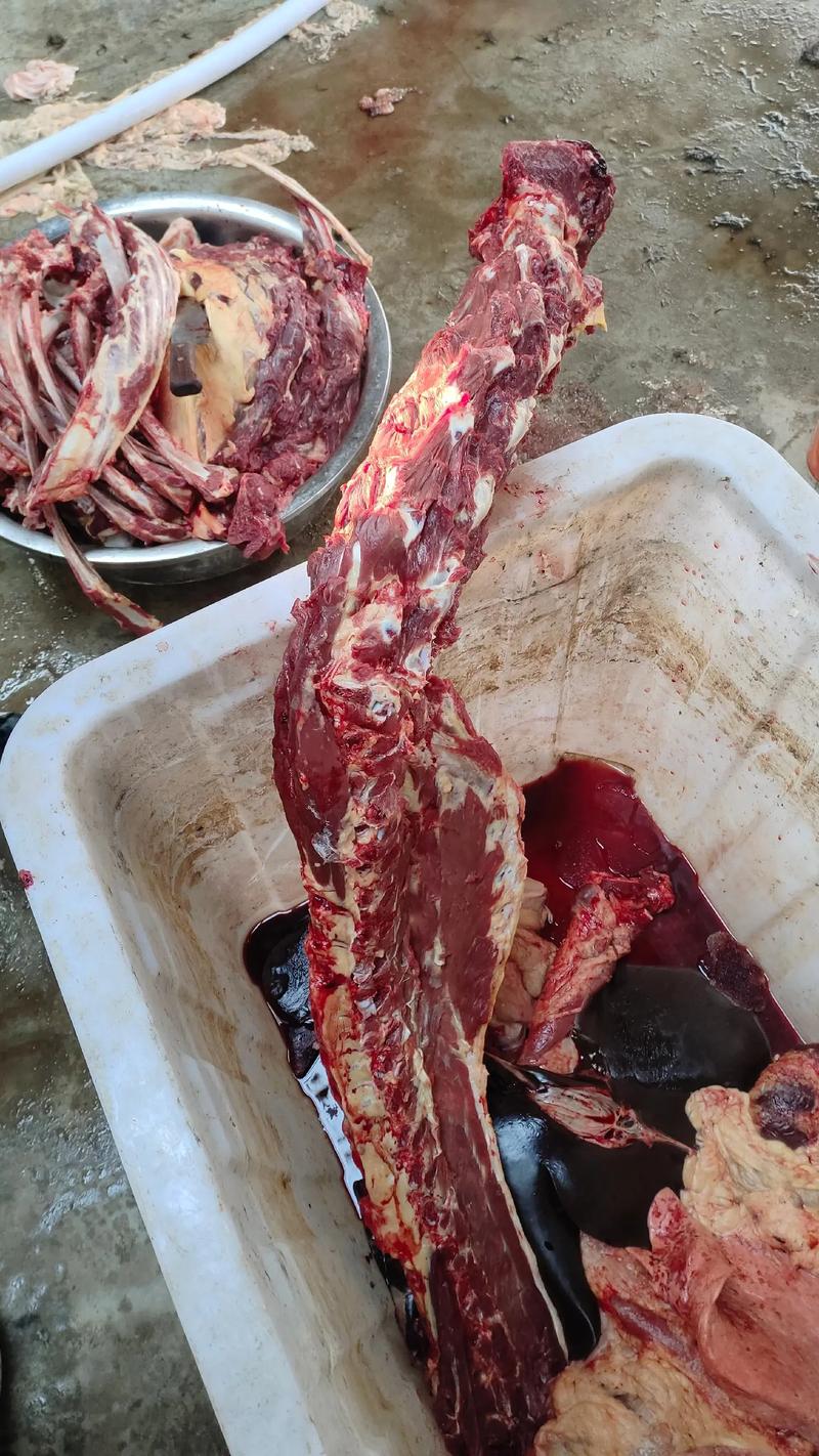 高唐猪肉批发